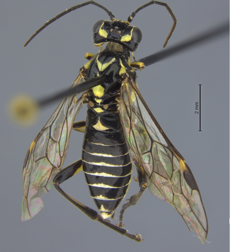 Goldenrod Strider