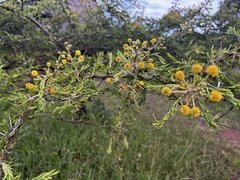 Vachellia xanthophloea