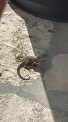 Leiocephalus carinatus