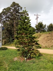 Eutacta