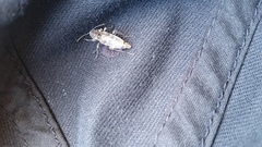 Xylotrechus nauticus