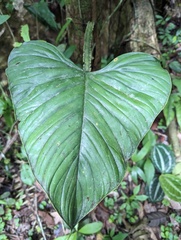 Philodendron ernestii