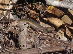 Oligosoma kokowai