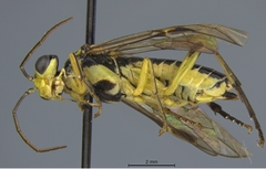 Pachyprotasis simulans