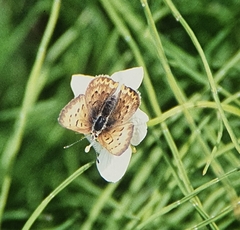 Tharsalea dorcas arcticus