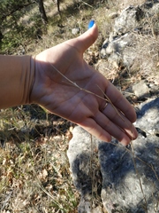 Cleistogenes serotina