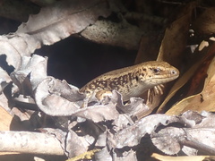 Oligosoma kokowai