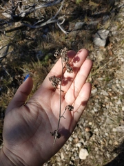 Campanula sibirica taurica