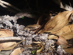 Oligosoma kokowai
