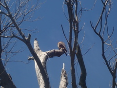 Falco novaeseelandiae