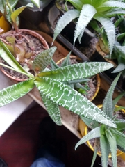 Ledebouria socialis