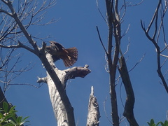 Falco novaeseelandiae
