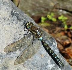 Rhionaeschna marchali