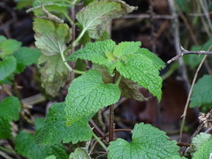 Lamium album