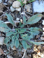 Convolvulus cantabrica