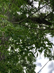 Fraxinus angustifolia
