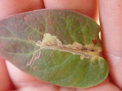 Fomoria hypericella