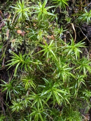 Polytrichastrum alpinum