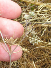 Eryngium petiolatum