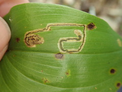 Liriomyza smilacinae