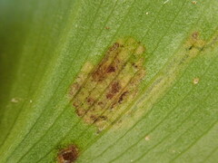 Liriomyza smilacinae