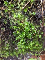 Polytrichastrum alpinum