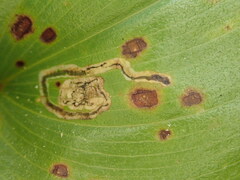 Liriomyza smilacinae