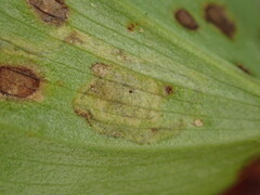 Liriomyza smilacinae