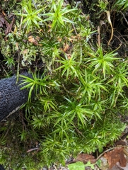 Polytrichastrum alpinum
