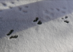 Lagomorpha