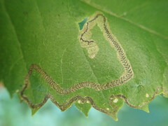 Stigmella lemniscella