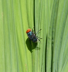 Chrysomya marginalis