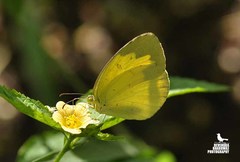 Eurema andersoni