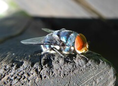 Chrysomya marginalis