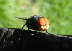 Chrysomya marginalis