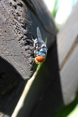 Chrysomya marginalis