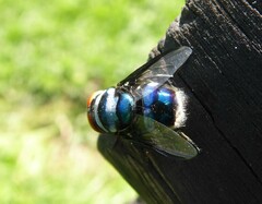 Chrysomya marginalis