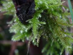 Eurhynchium