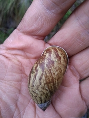 Plekocheilus succineoides