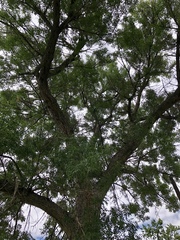 Fraxinus angustifolia