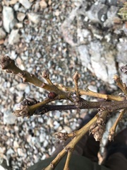 Disholcaspis mellifica