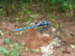 Trithemis