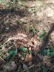 Carex flacca serrulata