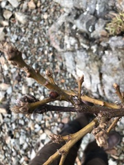 Disholcaspis mellifica