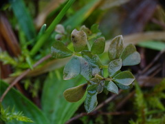 Galium saxatile