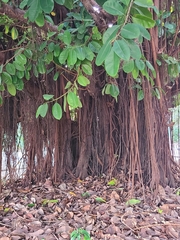 Ficus elastica