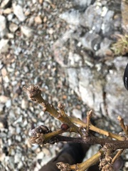 Disholcaspis mellifica