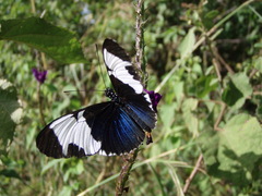 Heliconius sapho leuce