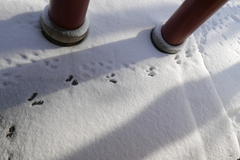 Lagomorpha