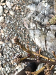 Disholcaspis mellifica